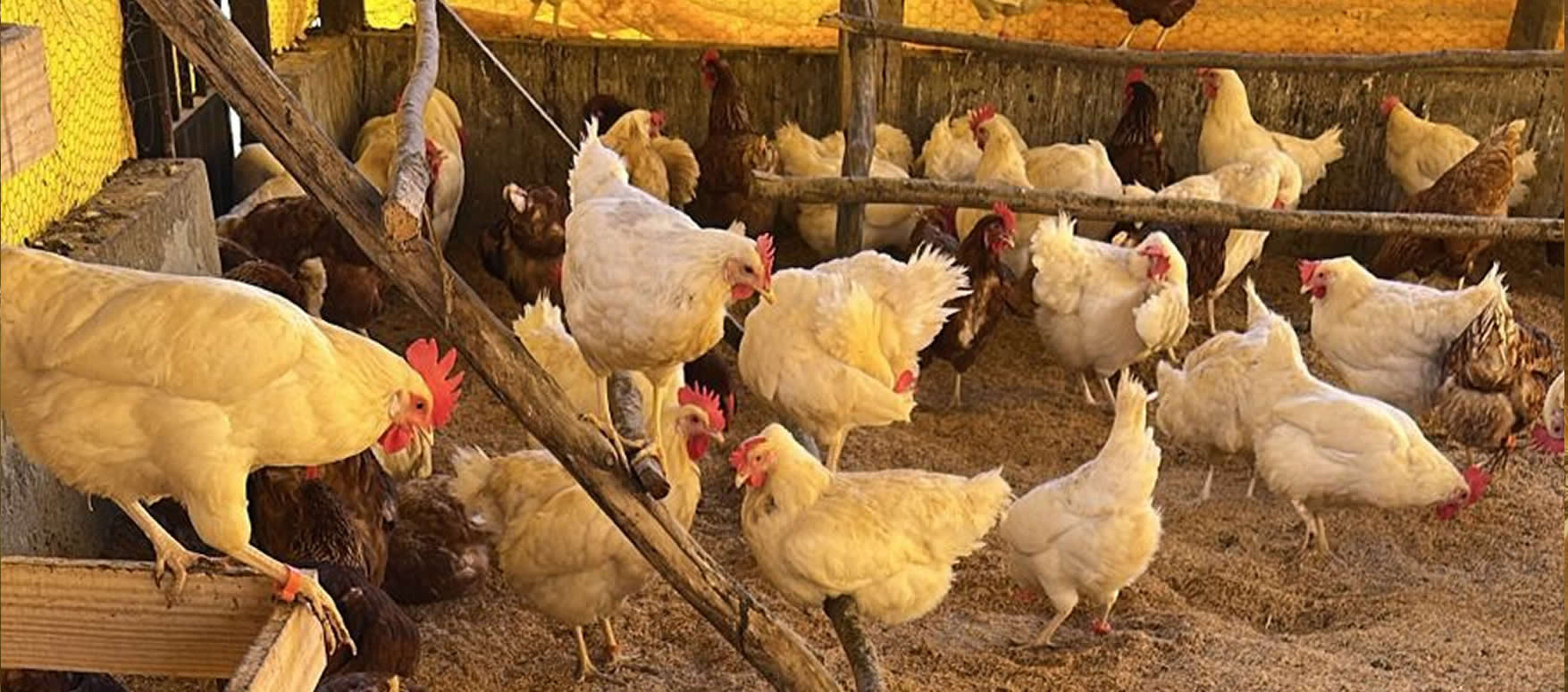 Galinhas Caipiras - Renda Extra