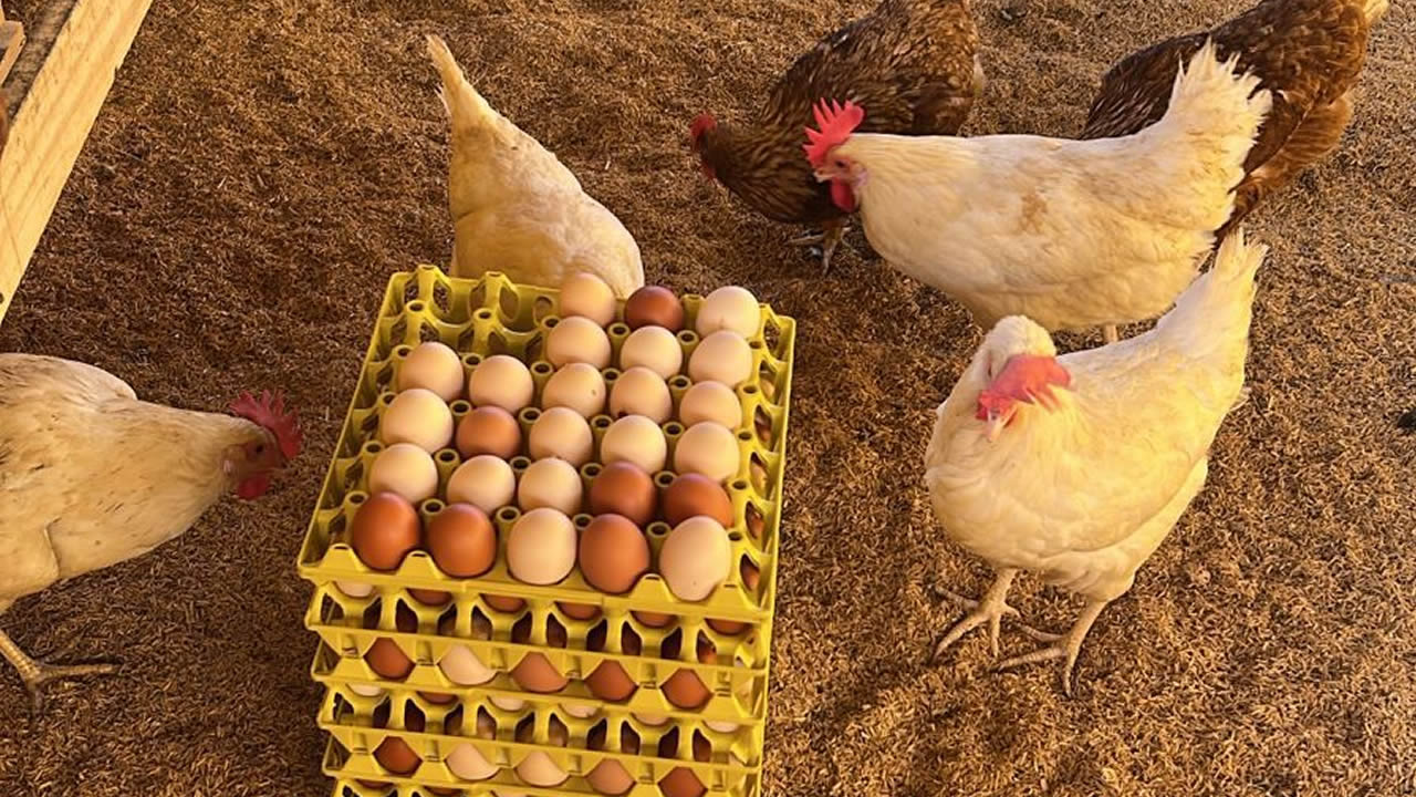 Galinhas Caipiras - Renda Extra